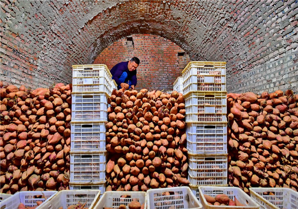 紅薯精白淀粉加工,提高淀粉提取率的3個方法 紅薯精白淀粉加工,提高淀粉提取率的3個方法